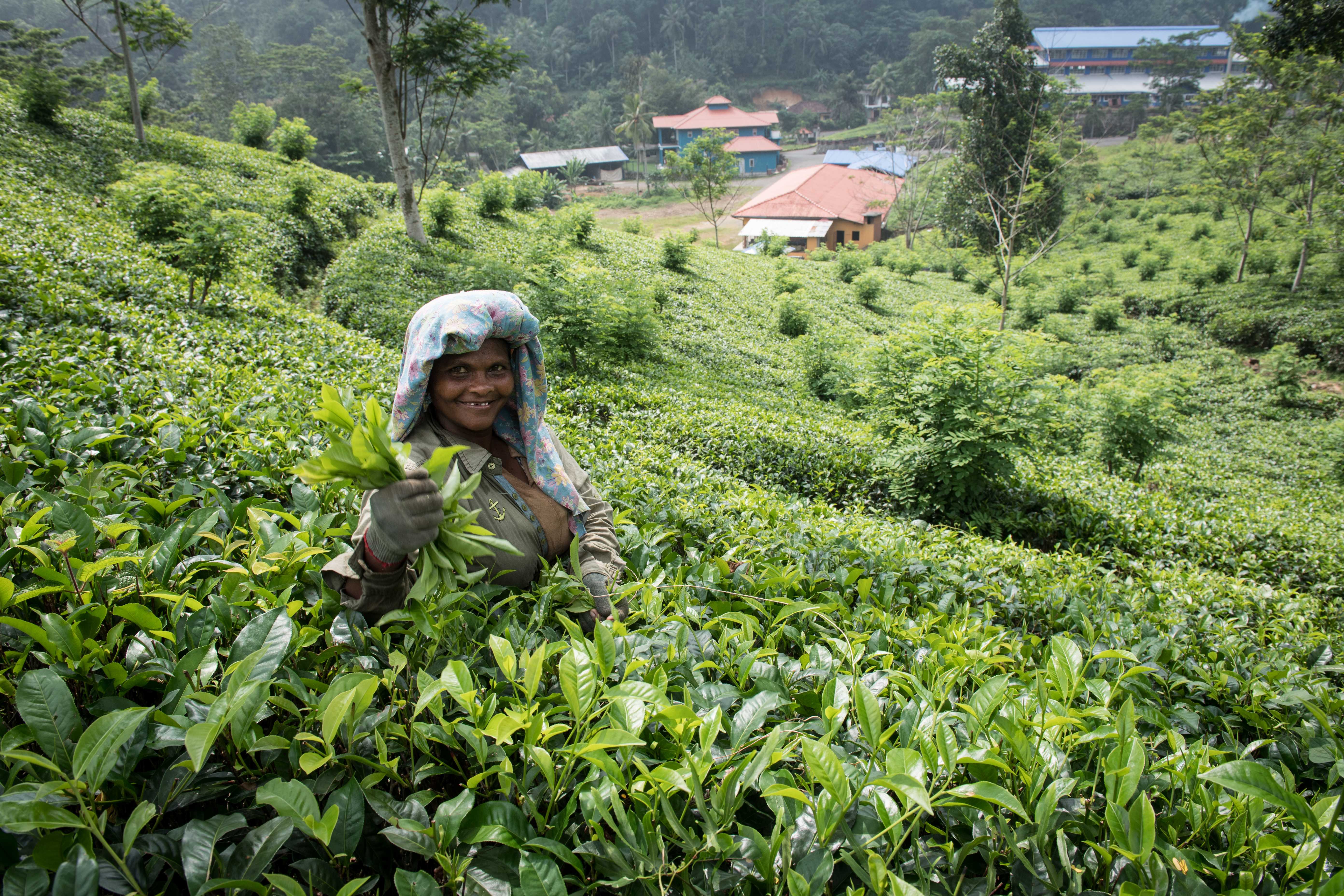 Tour a tea factory to learn its history in Kandy | Timbuktu Travel