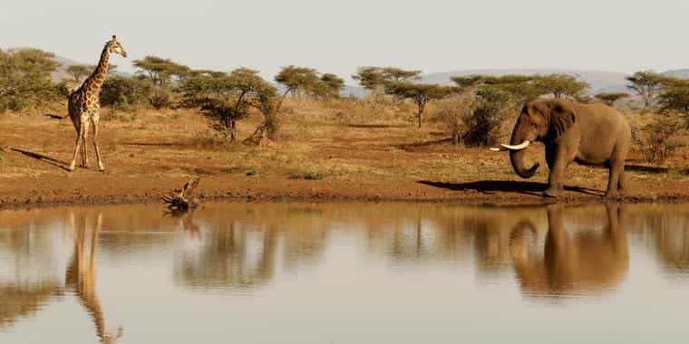Wildlife