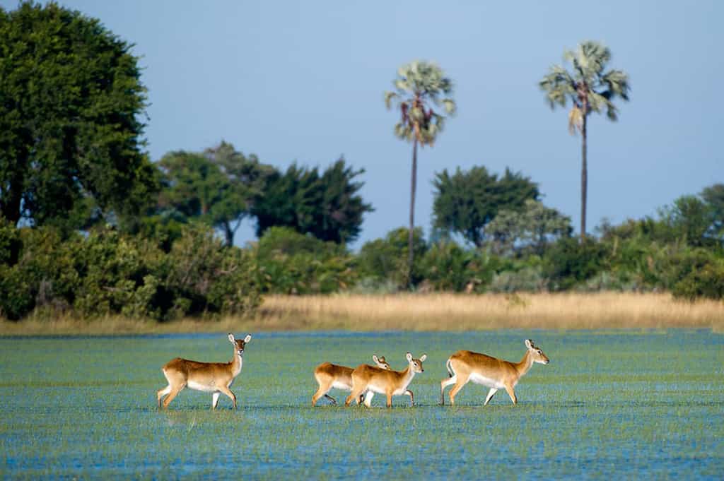 Red Lechwe