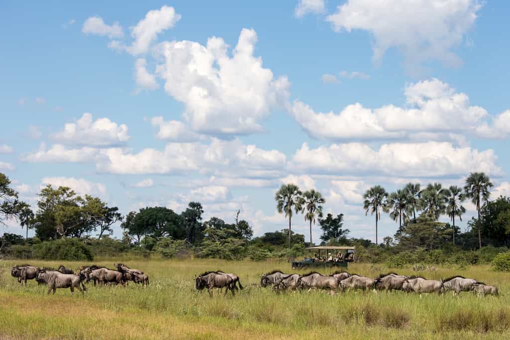 Game drive