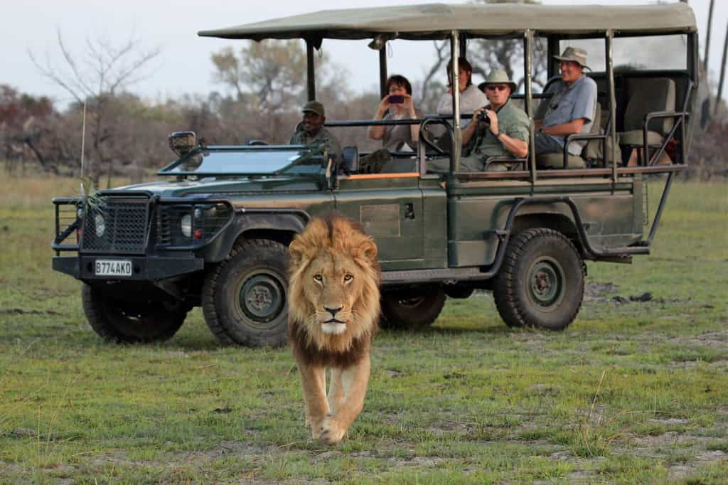 Male Lion