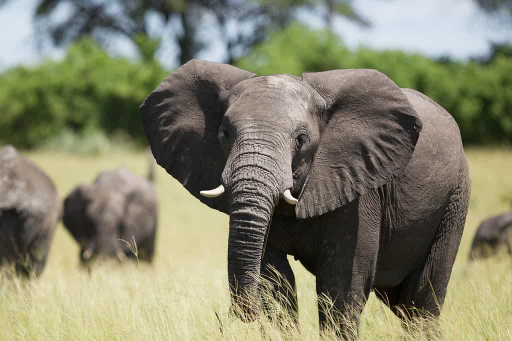 Wild elephant herd