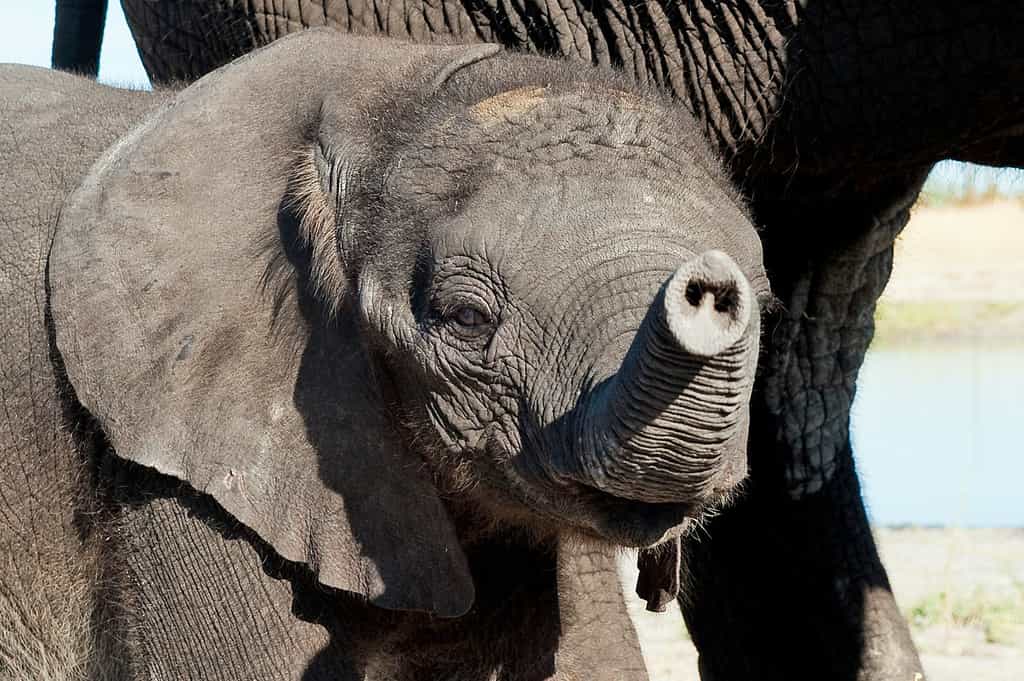 African Elephant