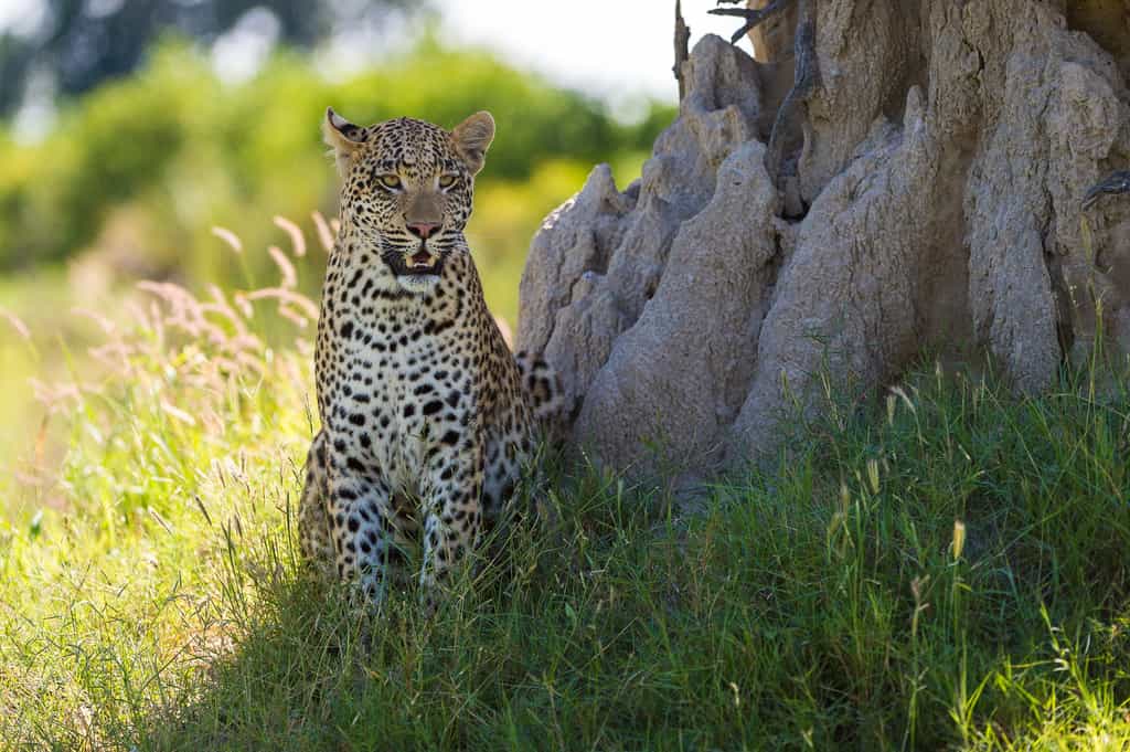 Leopard