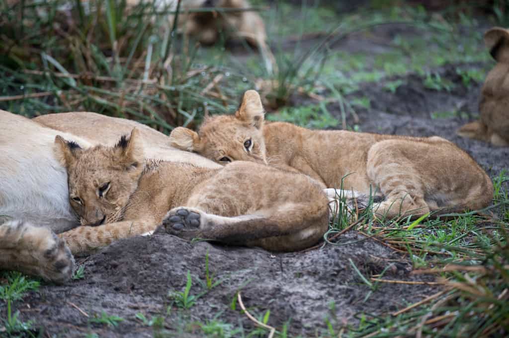 Lion Cubs