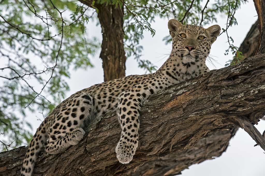 Leopard