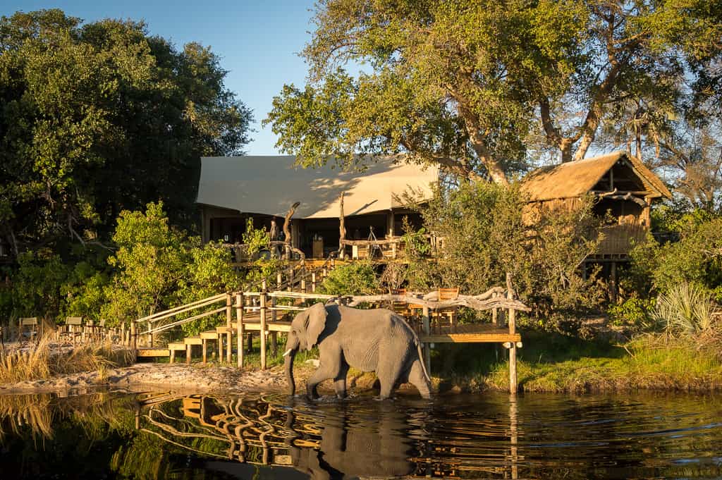Elephant inspection
