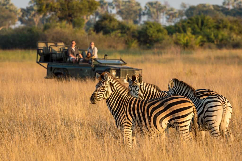 Game drive