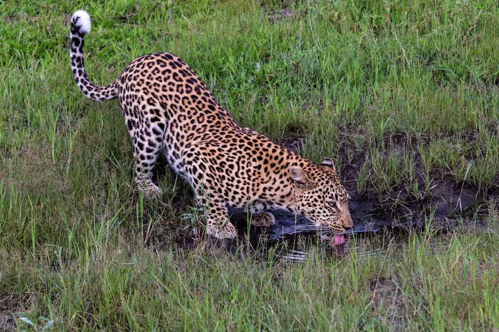 Leopard