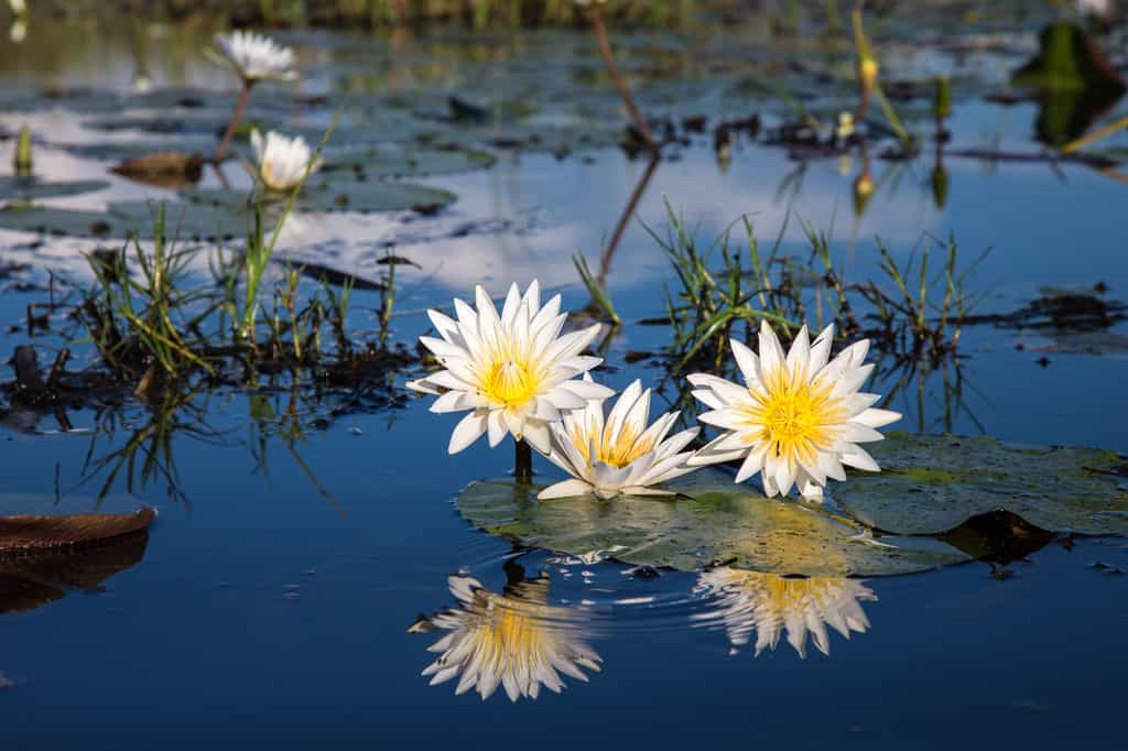 Water Lillies