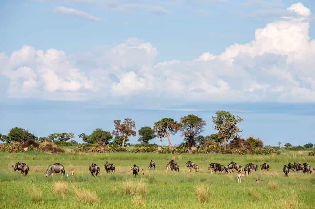 Blue Wildebeest