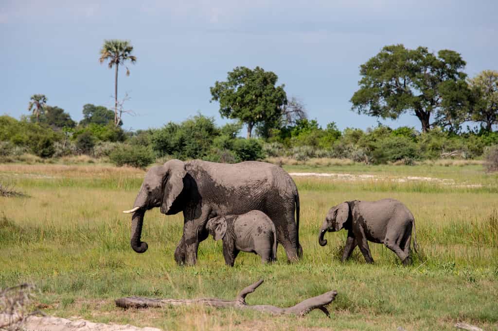 African Elephant