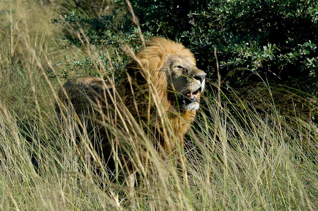 Lion
