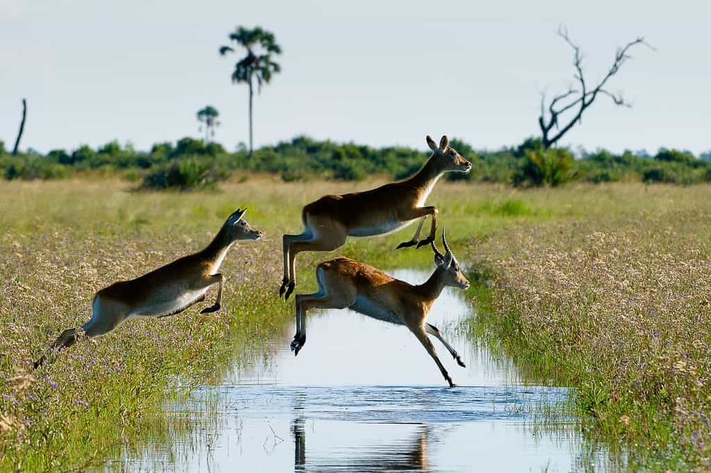 Red Lechwe