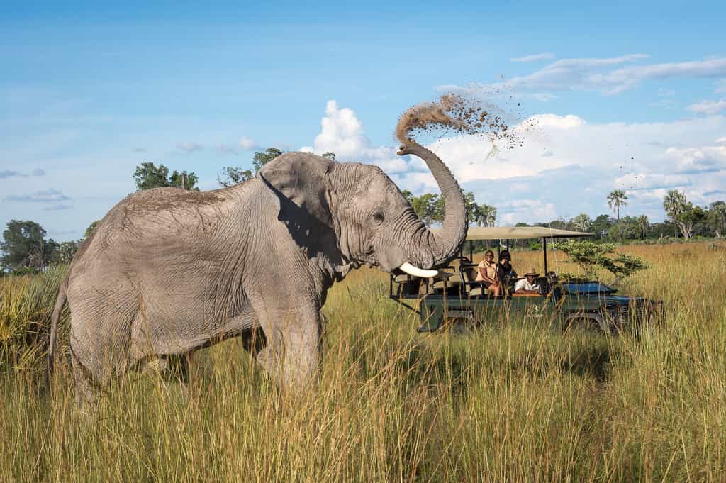 Elephant mud spray