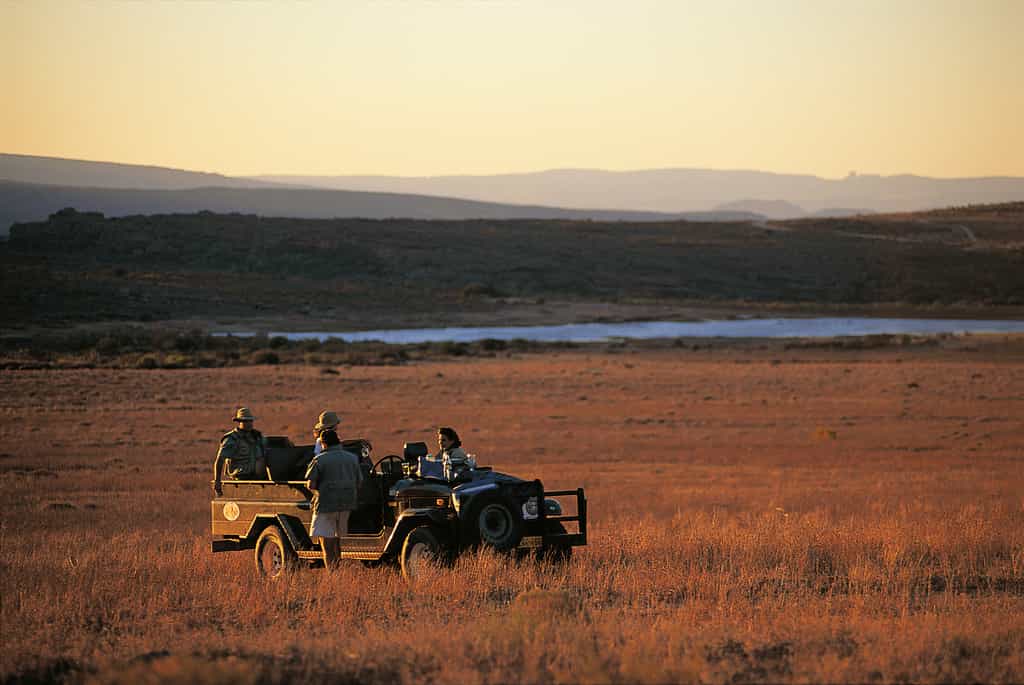 Sunset and evening nature drives to view the abundant wildlife - 150 species of bird and 35 species of mammals (several of which are listed on the IUCN and Red Data list) make Bushmans Kloof their home. Gemsbok, Bontebok, Cape Mountain Zebra, Eland, Black Wildebeest and Springbok roam free in the reserve.