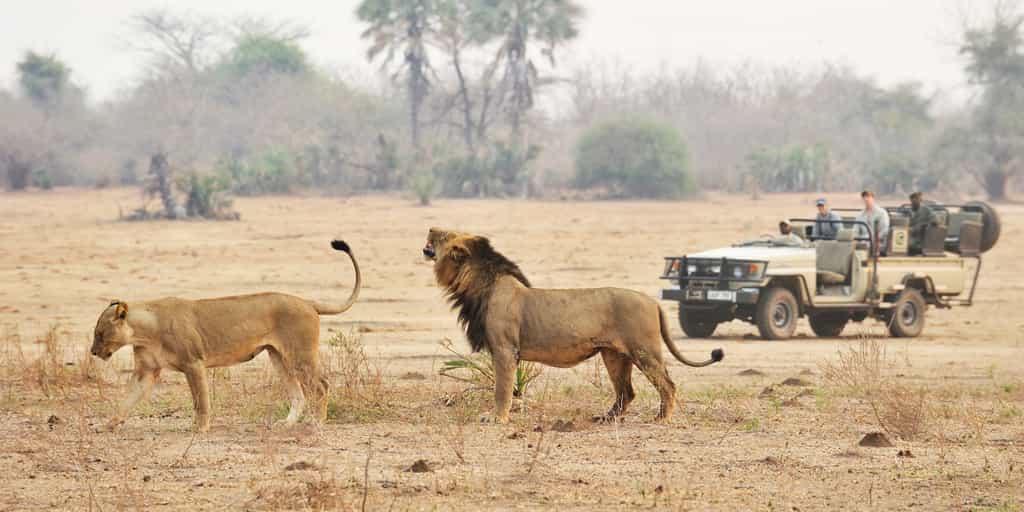 Game Drive 
