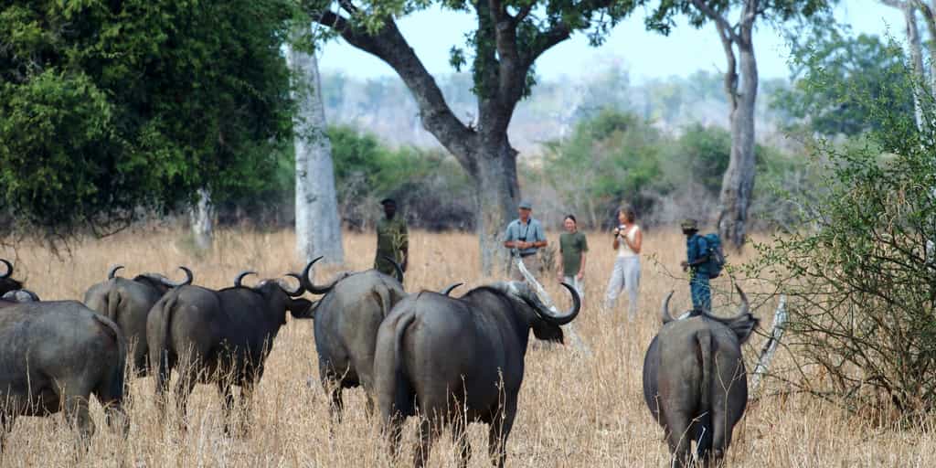 Walking Safari 