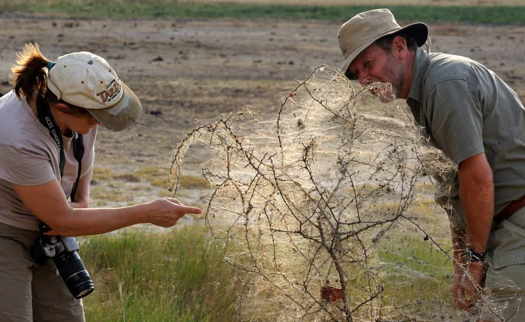 Walking Safaris
