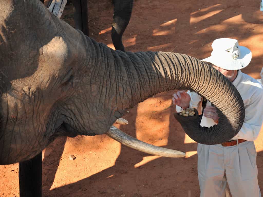 Elephant Interaction