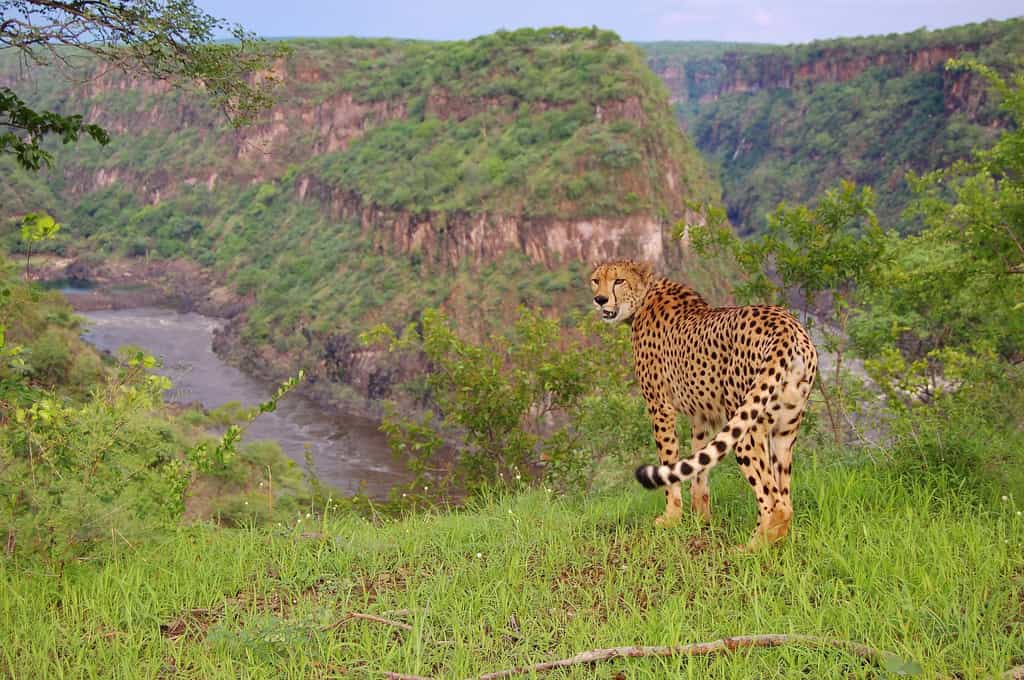 Sylvester, Cheetah Ambassador