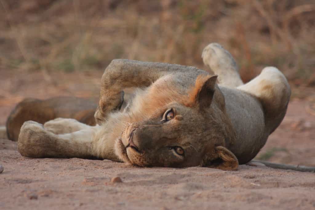 Large predators such as lions and leopards are seen daily in the park