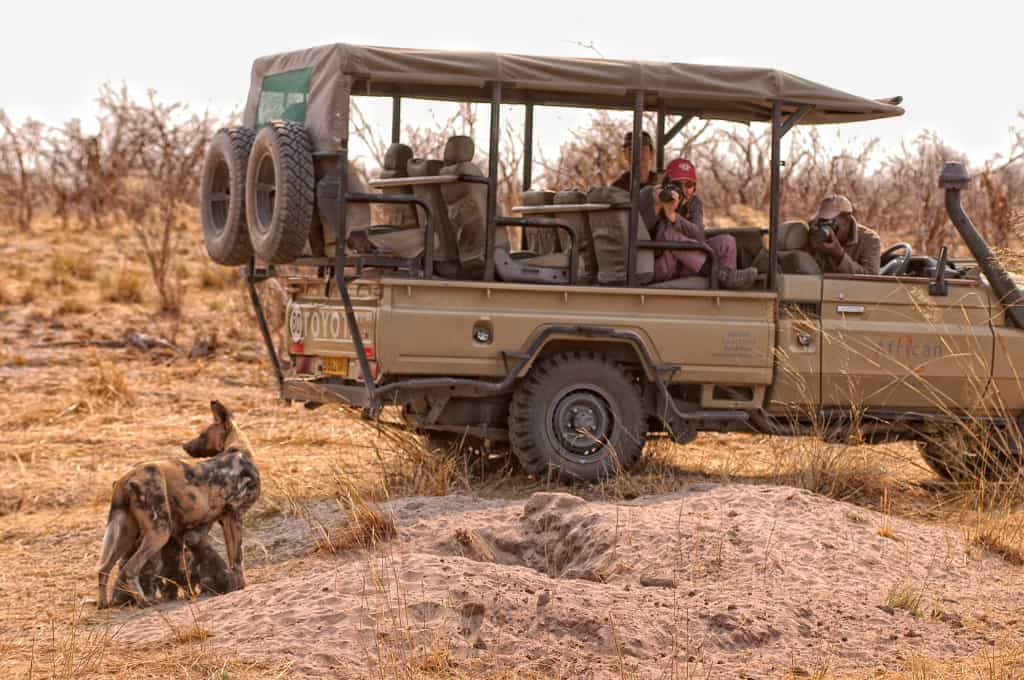 Wild Dog mom with pups spotted while on game drive at Khwai Tented Camp
