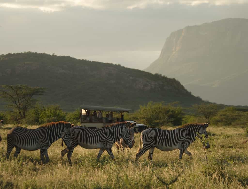 Endangered species - Grevy's Zebra