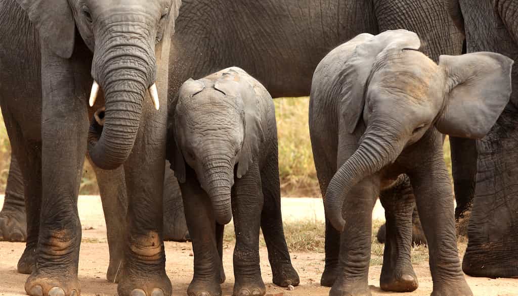 Elephant