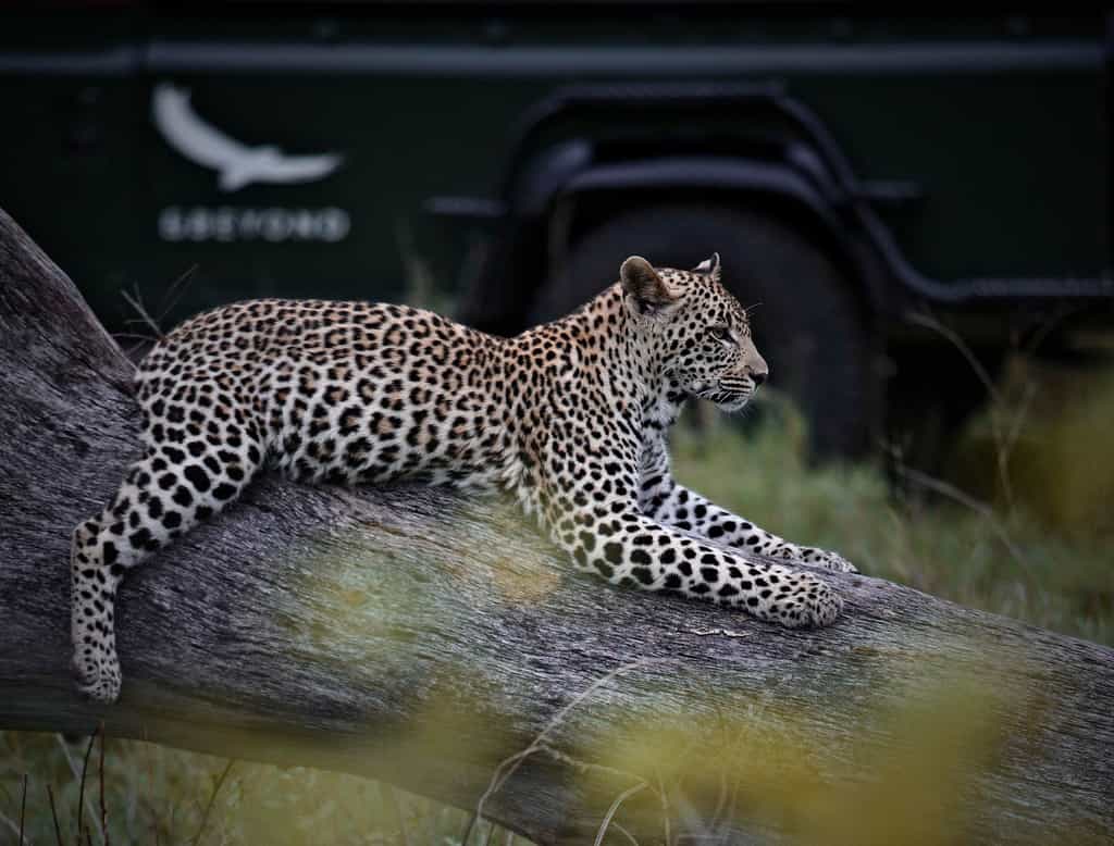 Leopard