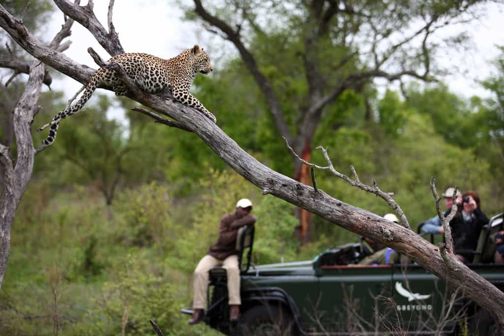 Game Drive