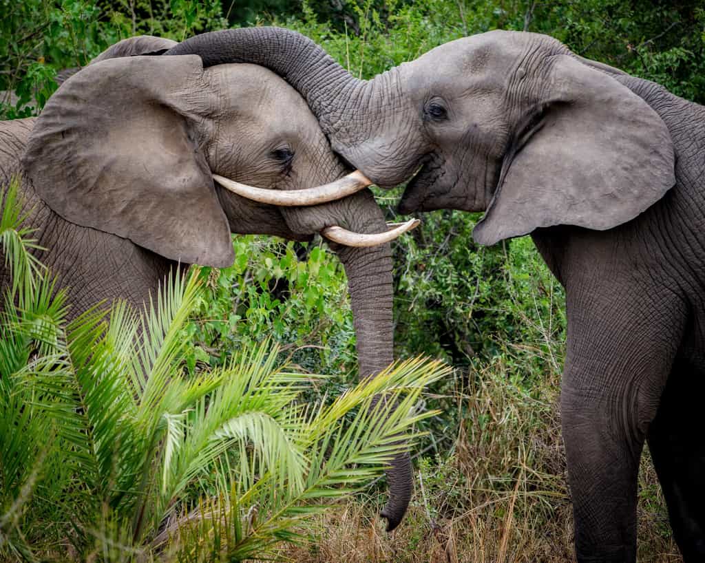 Elephant