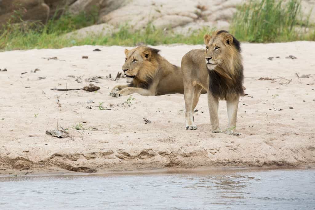 Lion