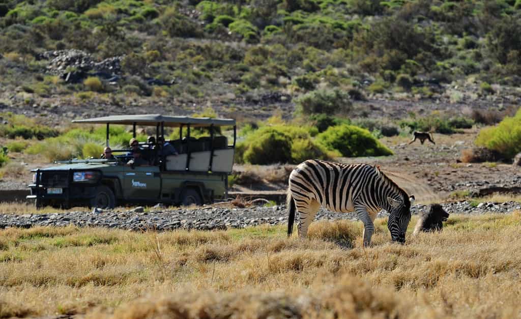 Game Drives