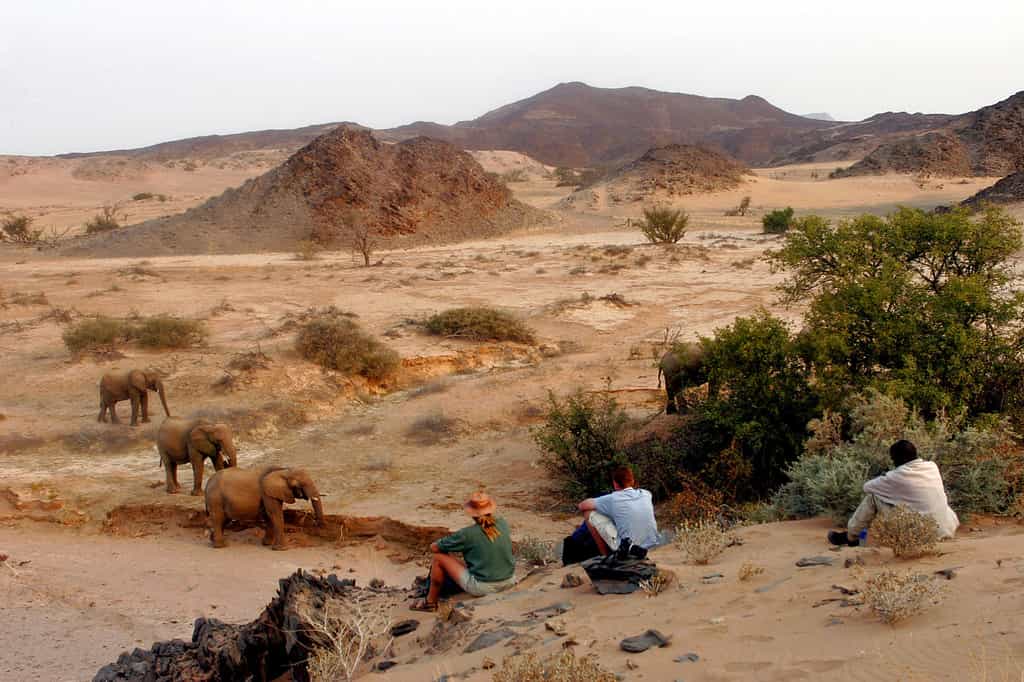 Desert Elephant
