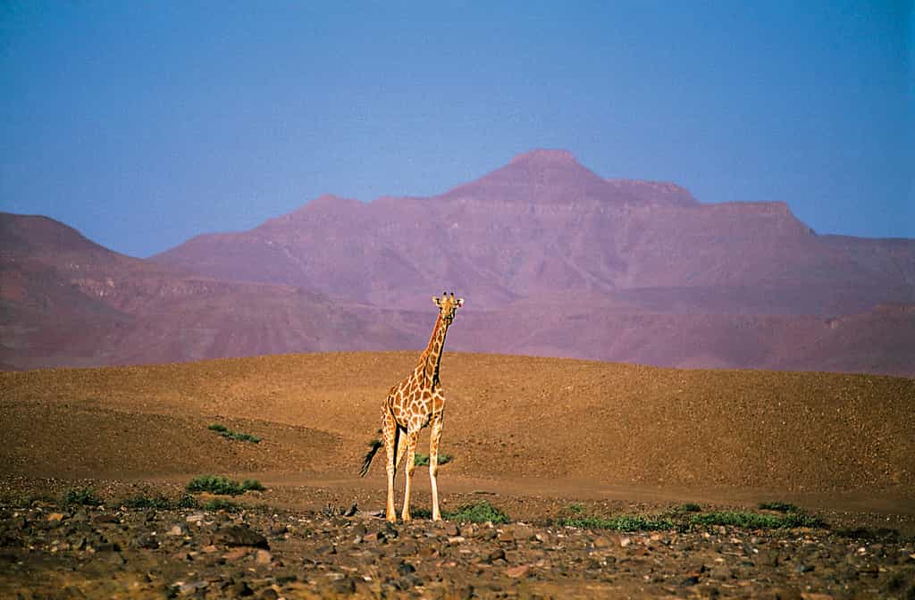 Giraffe