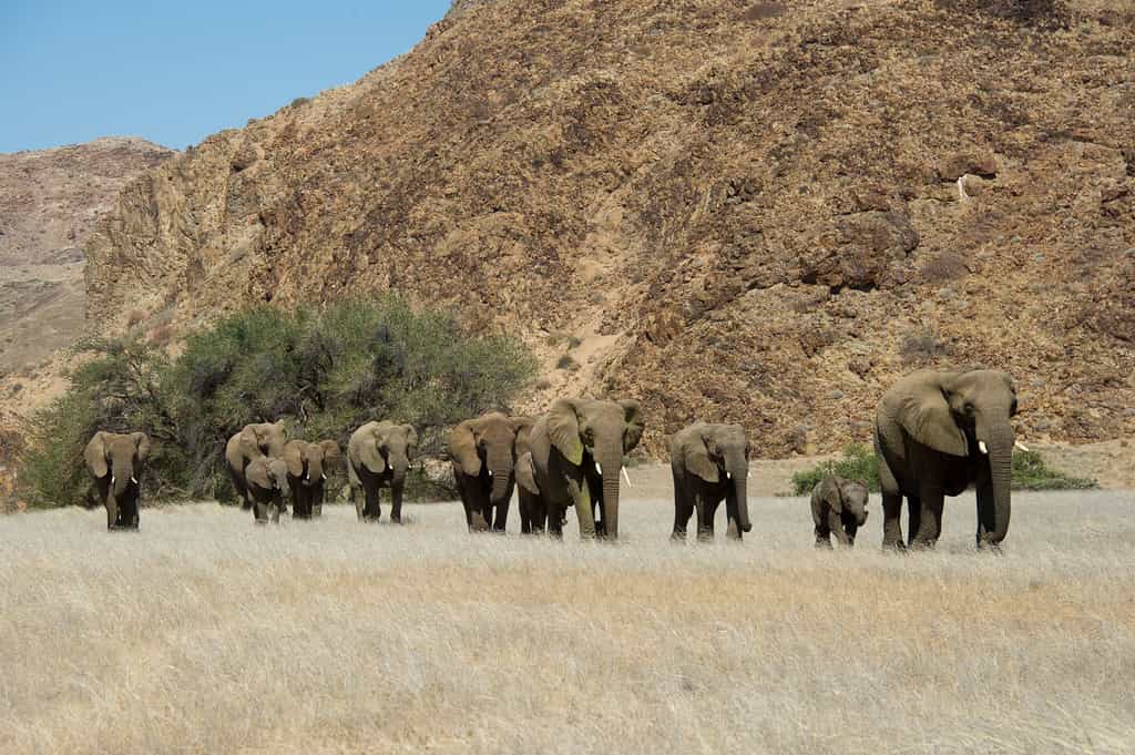 Desert Elephant