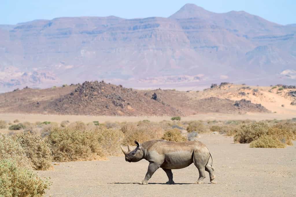 Black Rhino