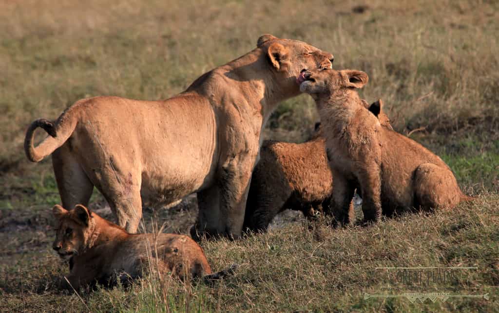 Lion at Duba