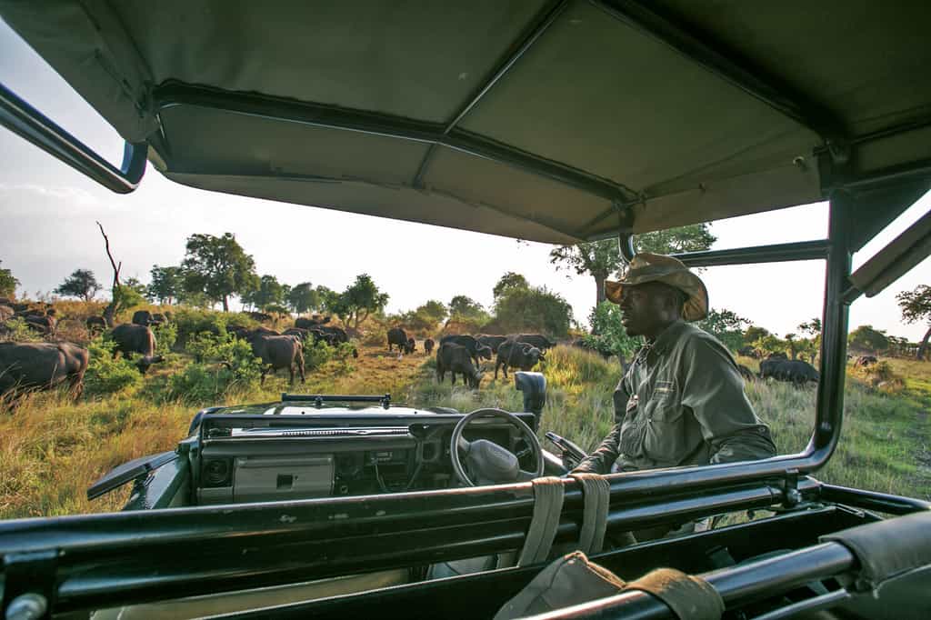 Duba Game Drive