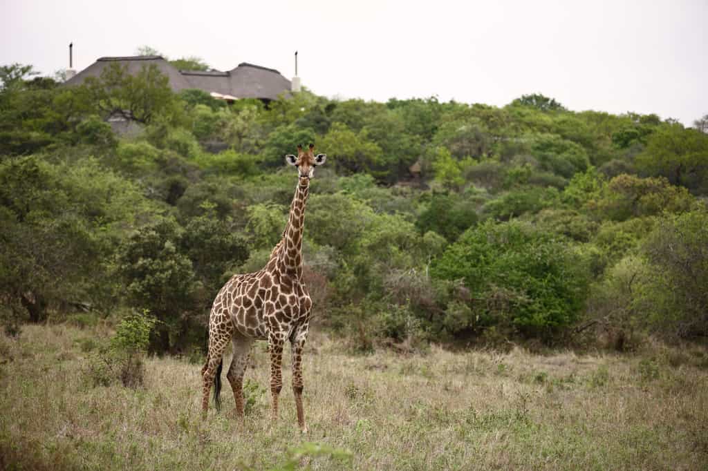 Giraffe
