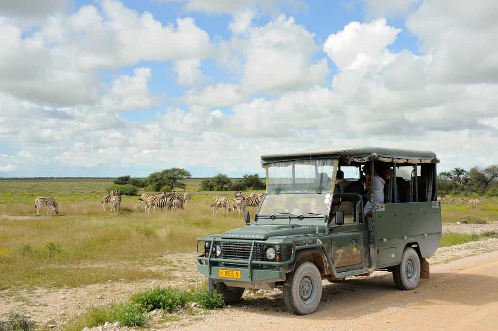 Guided Game Drives to Etosha