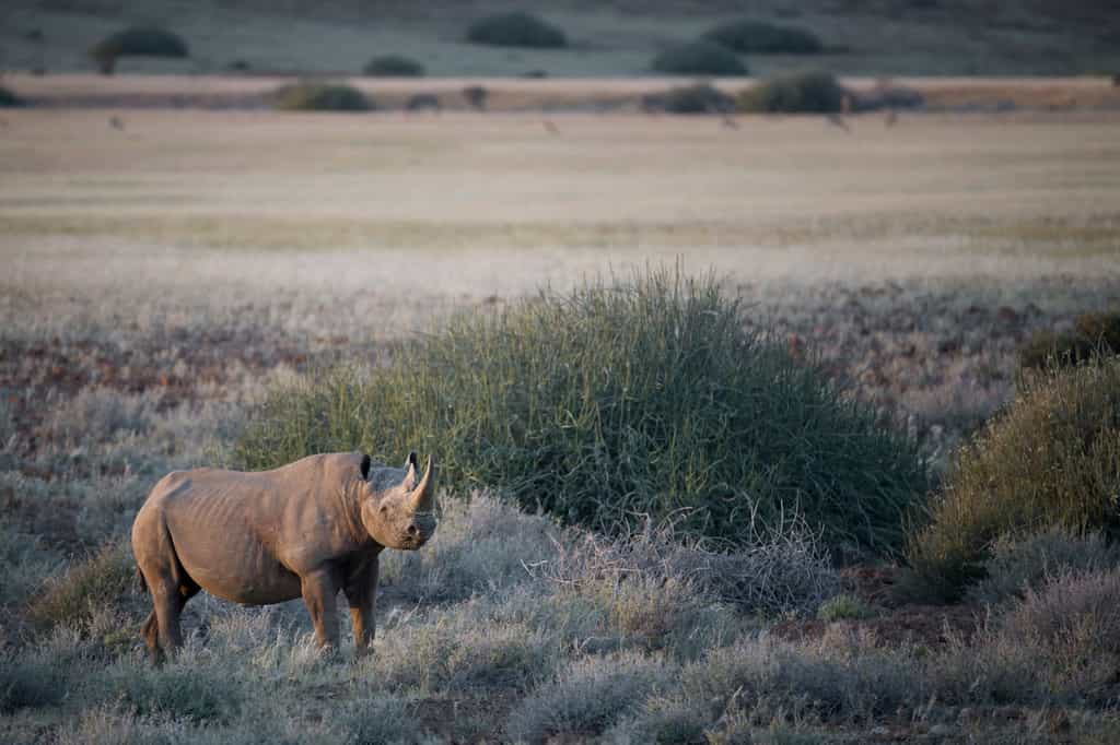 Black Rhino