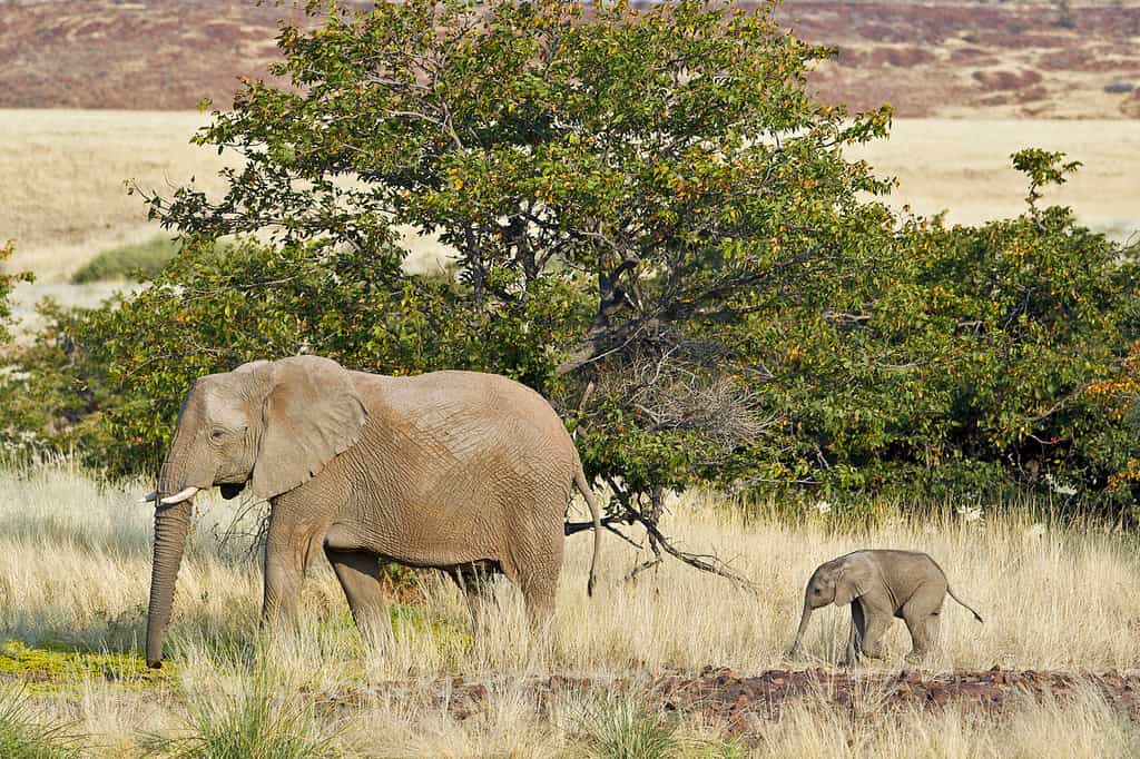 Desert Elephant
