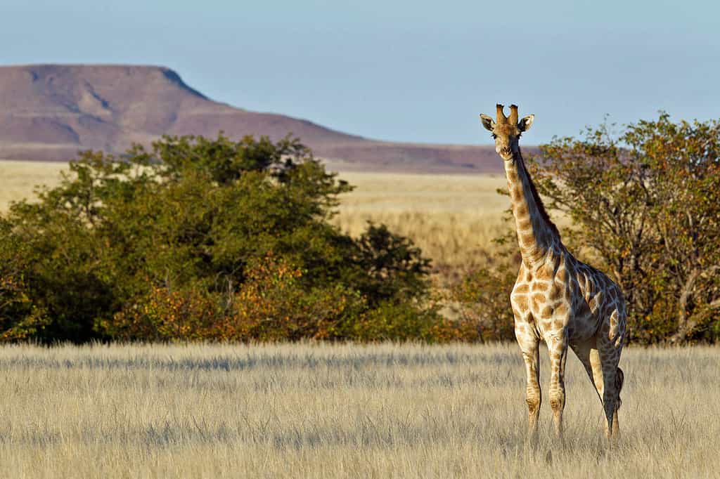 Giraffe