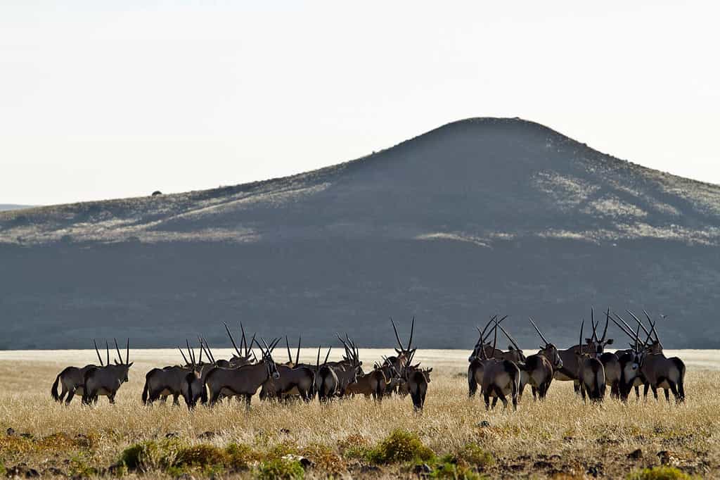 Oryx