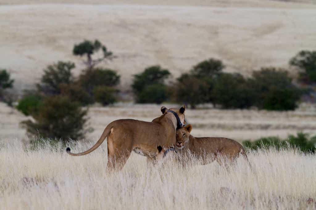 Desert Lions