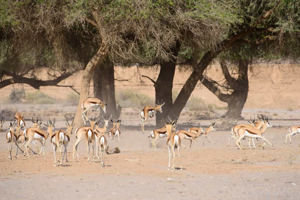 Springbok