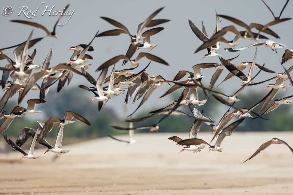 African Skimmers
