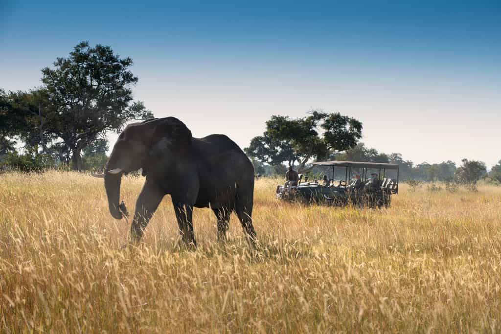 Game Drive